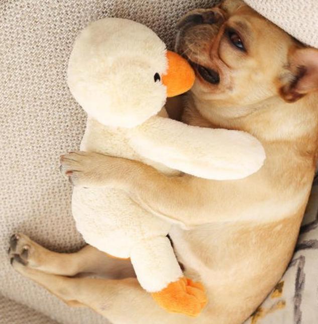 养狗必备用品比熊玩具,狗狗最爱的玩具球