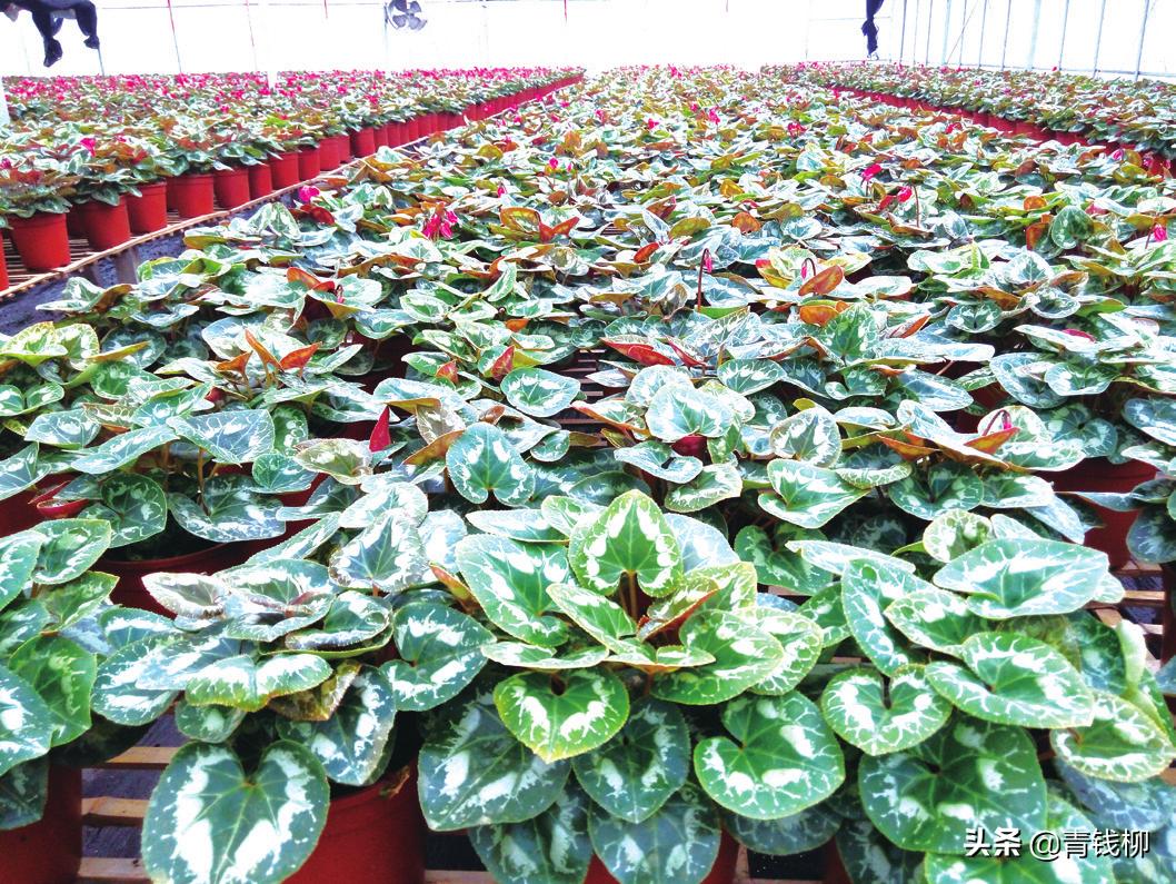 仙客来叶子扦插繁殖方法视频,仙客来怎么繁殖开完花怎么养