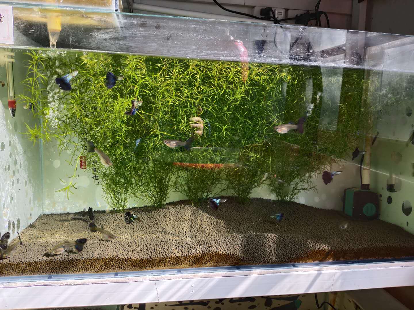 普通鱼缸中饲养孔雀鱼有问题吗,白金象耳孔雀鱼自生自灭爆缸方法