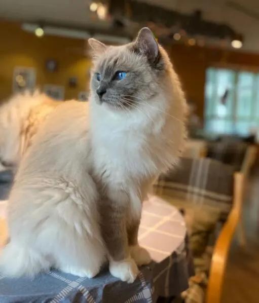 漫画《小默与Tina》傲娇小公举与她的骑士哥哥