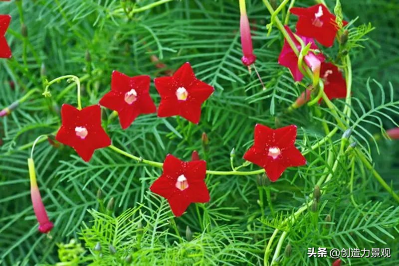 三种最旺家的爬藤植物,最好种的爬藤植物