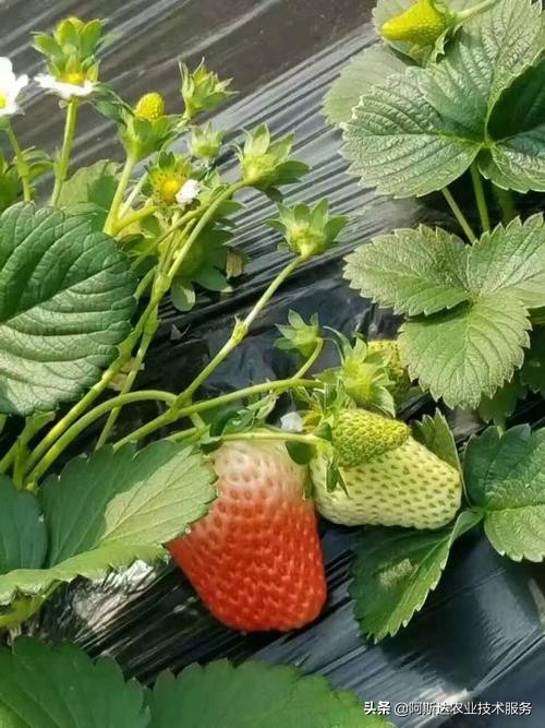 草莓定植缓苗有讲究,草莓定植需要施肥吗