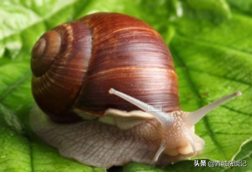 非洲蜗牛足有2斤重，入侵我国多年，云南河口被迫更换蔬菜品类