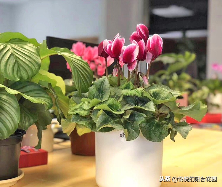 除甲醛最好办法是绿萝吗,吸甲醛效果最好的却不是绿萝