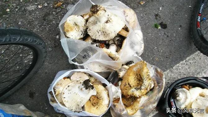 回归的日子伊犁之骑行