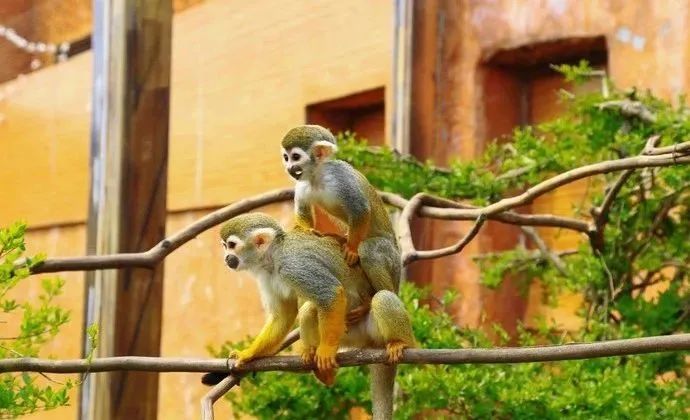 济南动物王国一日游详细攻略,济南一日游动物园