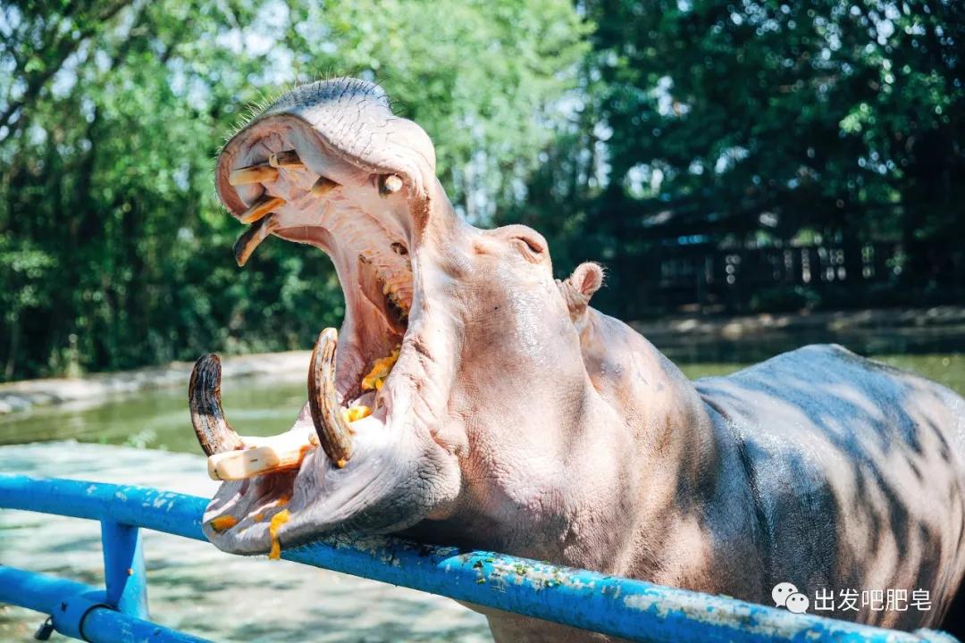 长隆飞鸟乐园长隆熊猫酒店怎么选,周一长隆野生动物园游玩攻略