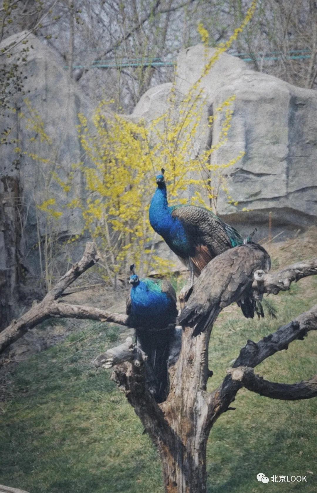 北京常见的动物有哪些,北京市郊常见动物