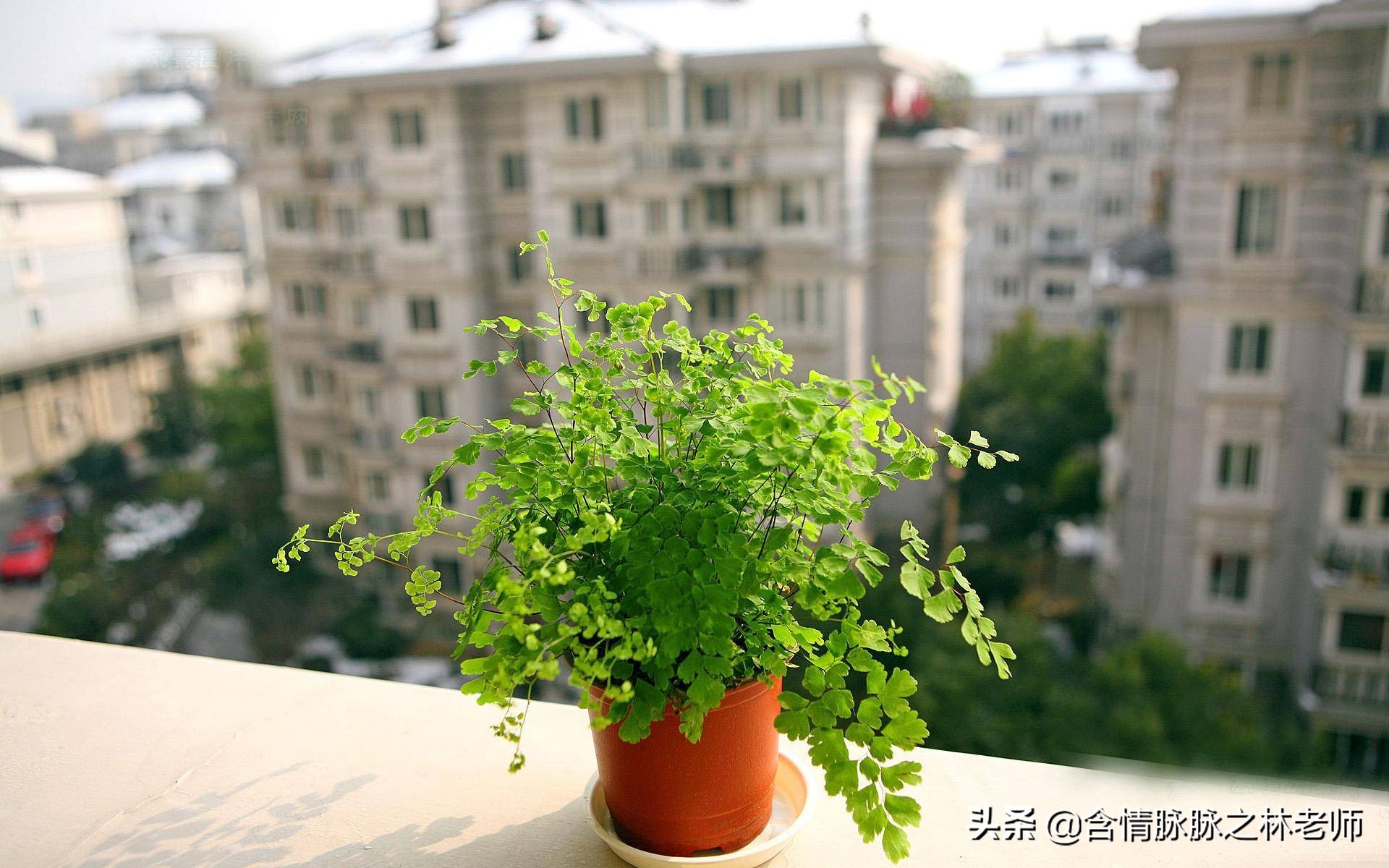 家里植物长得不好有什么说法,家里什么植物都养不好是什么原因