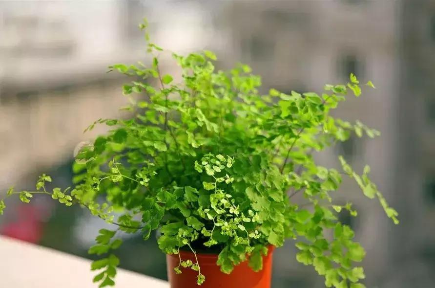 什么花吸甲醛油烟,能吸甲醛油烟的20种植物家家必养