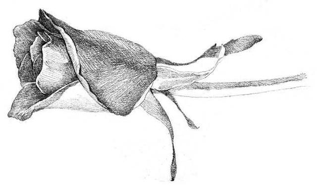 素描零基础入门教程水果,素描入门零基础教程玫瑰花