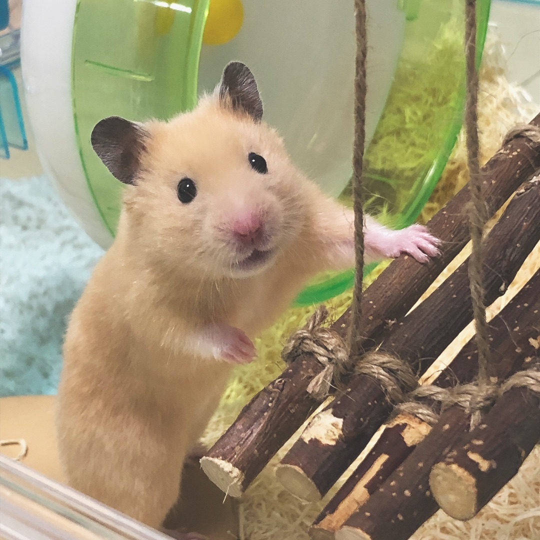 仓鼠什么粮食常吃会引起他挑食,仓鼠为什么不爱吃鼠粮