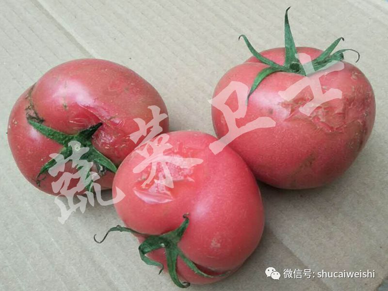 番茄腐烂发臭什么病,番茄腐烂