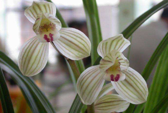 荷之冠历史,荷之冠形状特征