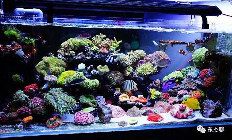 lps和sps可以一起养吗,哪些lps适合新手养