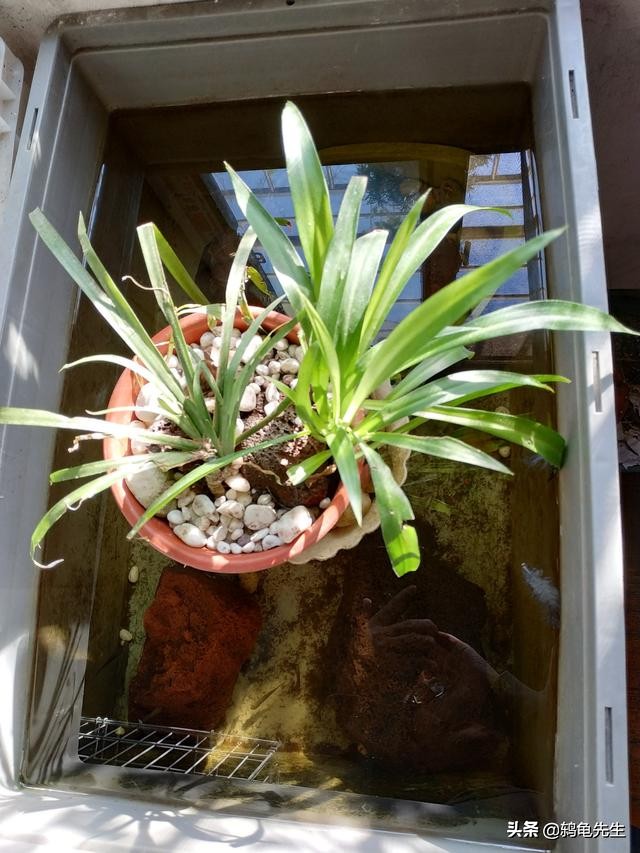 鸫龟先生新手养草龟注意什么,草龟幼龟饲养时应该注意什么