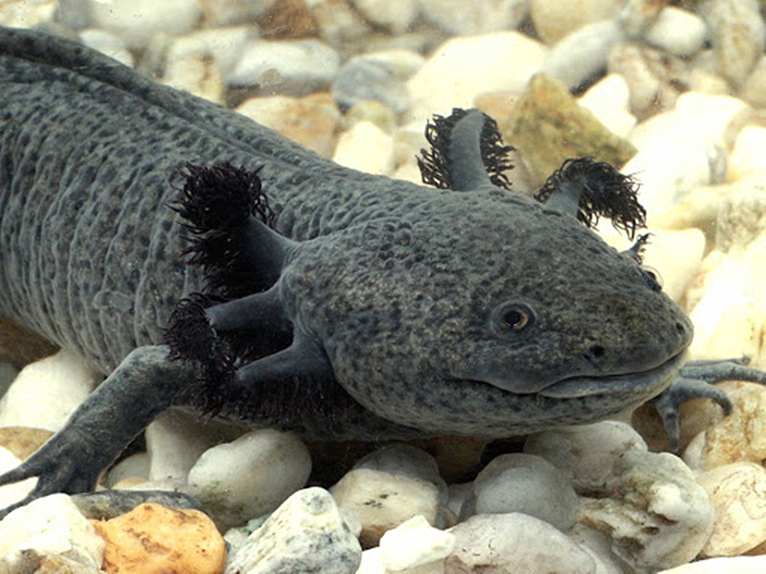 败给鲤鱼之前，六角恐龙是当地顶级掠食者，换个脑袋都能活