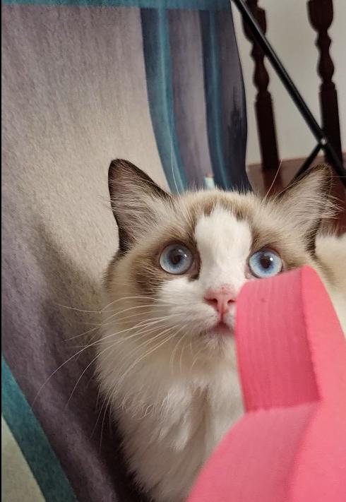 布偶猫贵在哪里,怎么挑选一只好的布偶猫