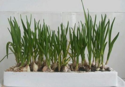 已经长出小芽的大蒜怎么办,长了芽的蒜怎么处理