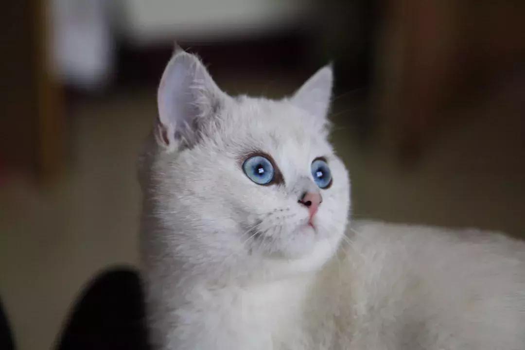 夏末秋初，刘三姐的英短咪咪，邂逅梁实秋的白猫王子