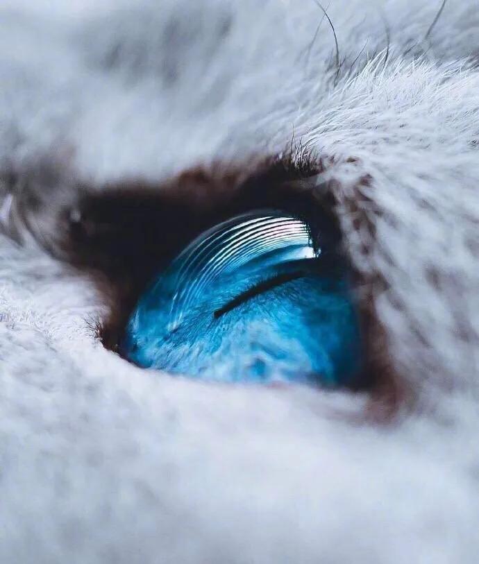 猫咪眼中的漂亮猫咪是什么样的,猫咪猫眼照片