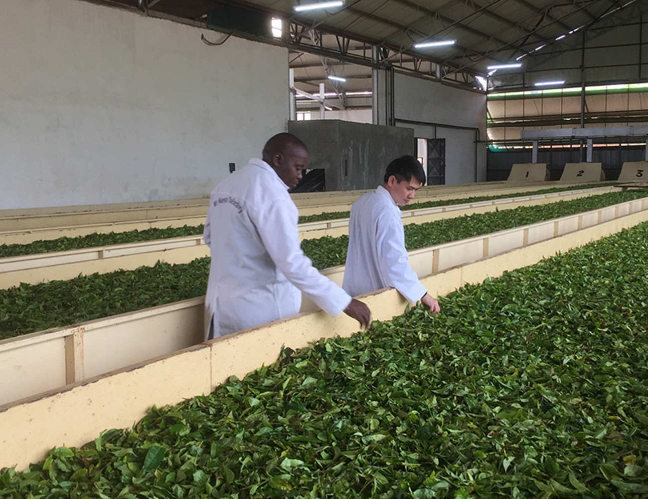 非洲红茶,肯尼亚红茶