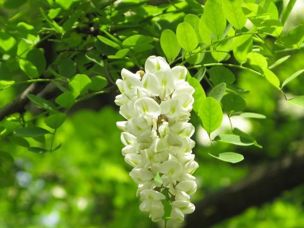 苗木行业现状及前景,苗木市场整体的发展趋势