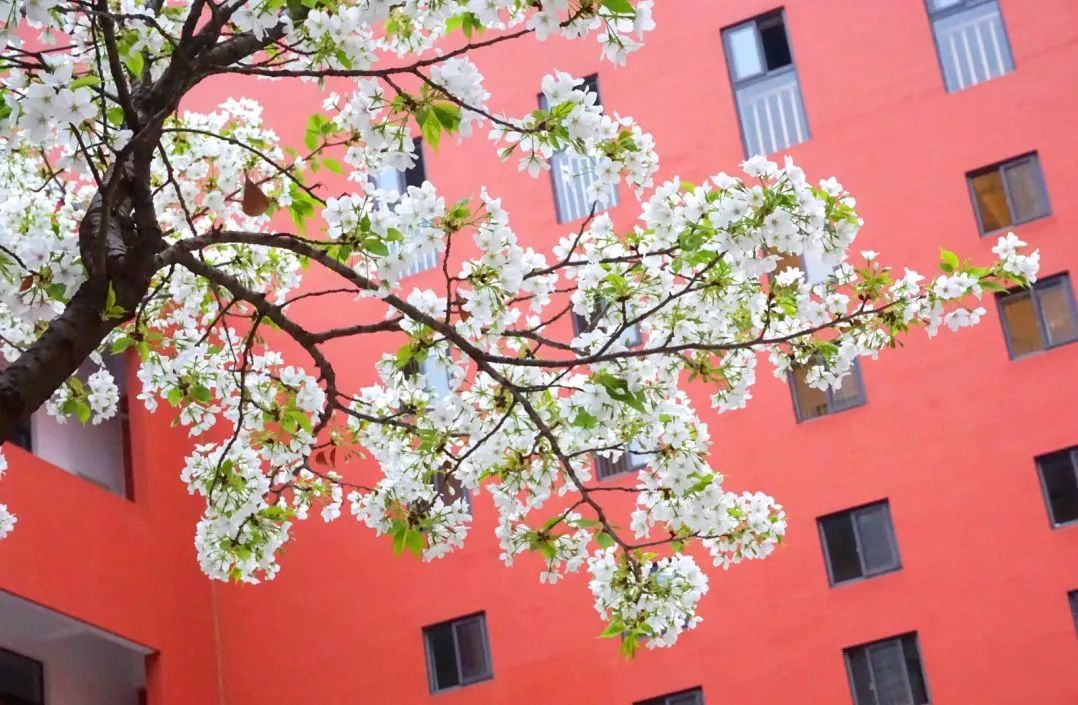 成华区石室小学,成都万象城石室小学划片区