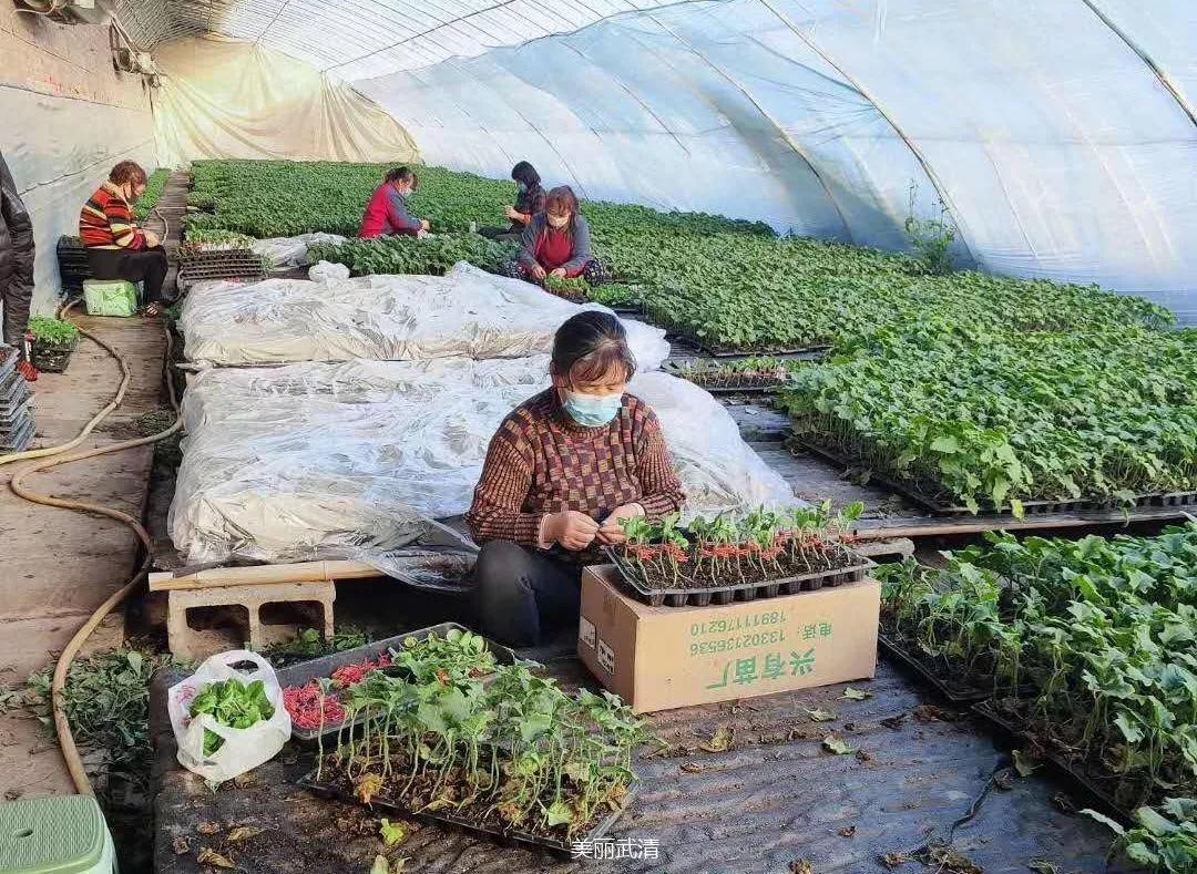 【武清战“疫”】这个镇有序复产，打好疫情期间蔬菜供给“平津战役”