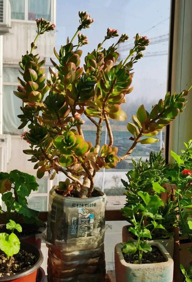 过期的饮料瓶子可以养花吗,用过的饮料瓶子怎么种花