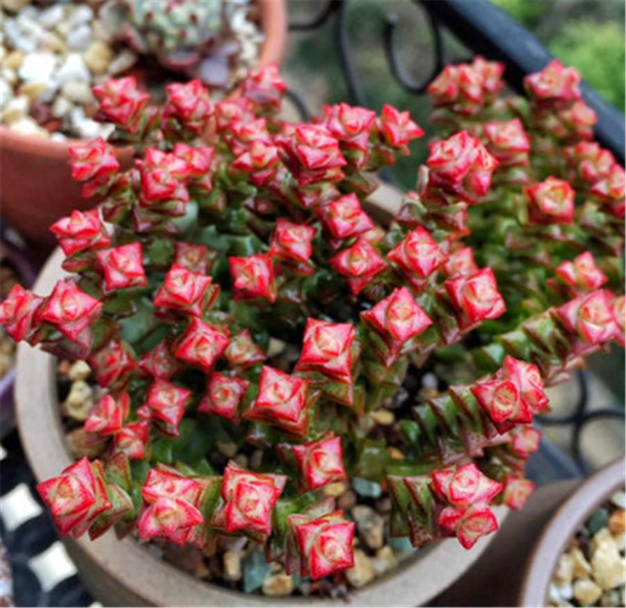 钱串子怎么变红,钱串子变红的原因是什么