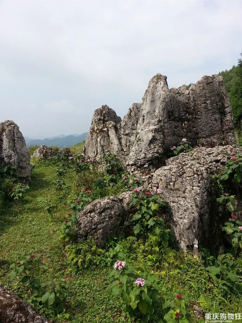 我用10年时间把重庆避暑地和避暑方式体验了个遍，优缺点全在这