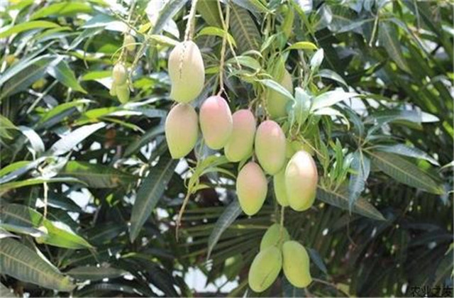 如何解决芒果树害虫,芒果主要虫害及防治方法