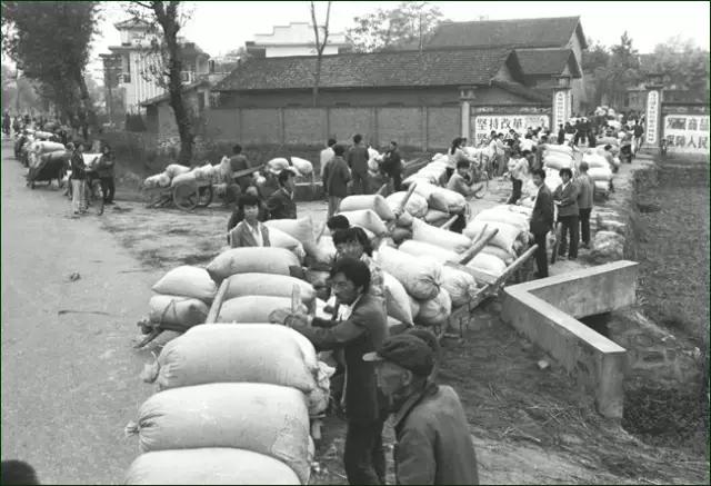 还记得当年缴公粮的场景吗,谁还记得当年交公粮的场景