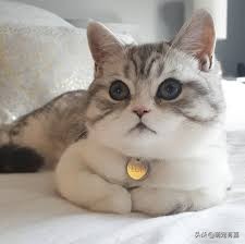 猫咪除尿臭最有效的方法,猫咪霉菌净