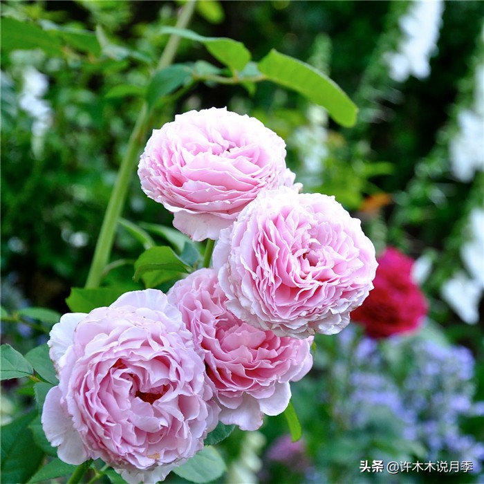 网购月季应该怎么种植？月季移栽后出现黄叶、枯萎是什么原因呢？