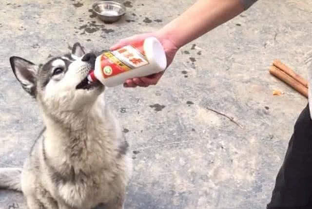 狗狗千万不能喝的六种水,狗狗吃多少巧克力会对身体有影响