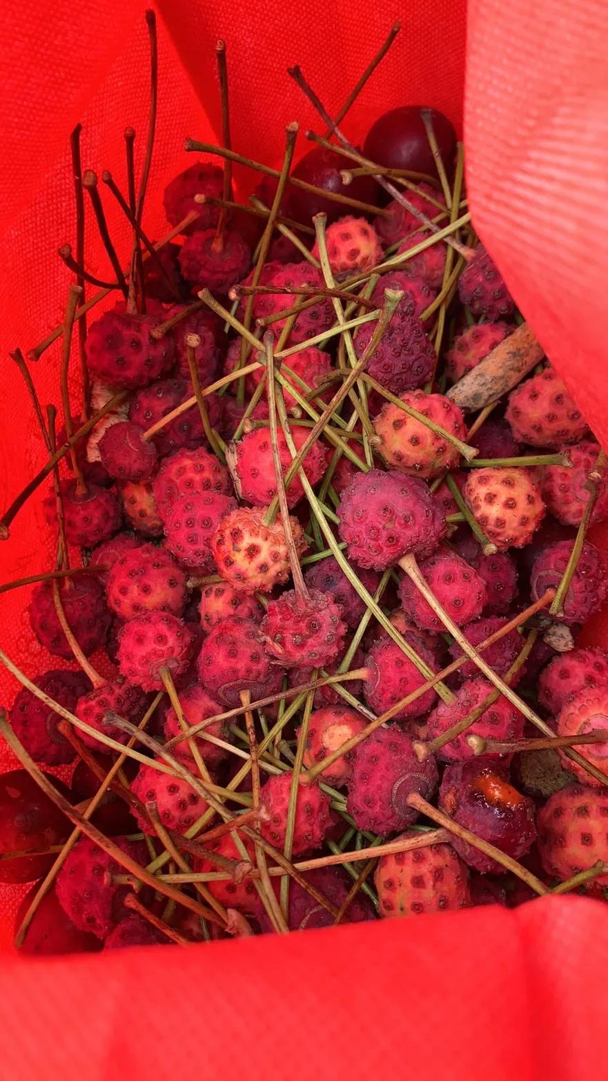 重庆周边摘果子的地方在哪里,重庆12月摘野果