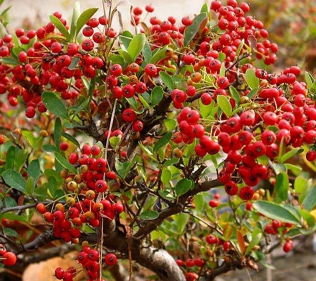 火棘大中小果,火棘盆景的管理方法和技巧