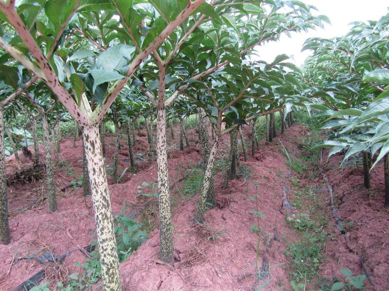 日本用豆腐做的食物,日本人用豆腐做美食