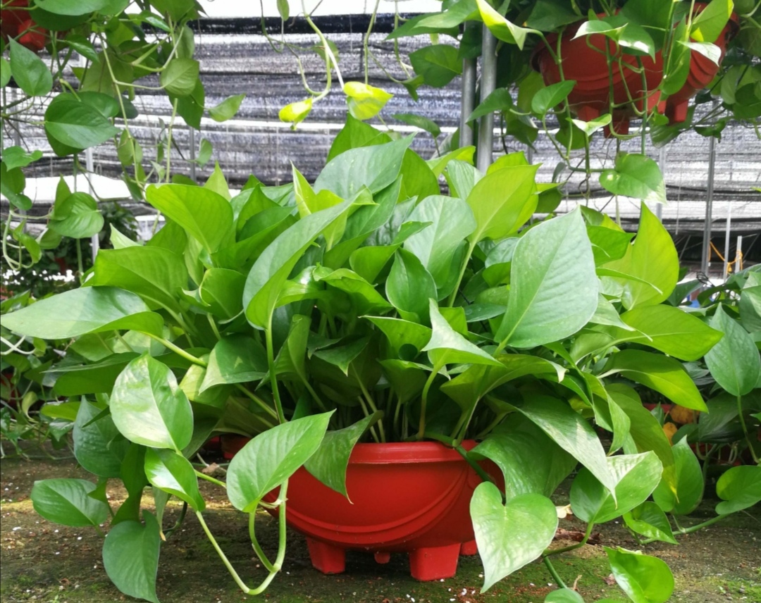 绿萝喜阴怎么养,绿萝的三大功效