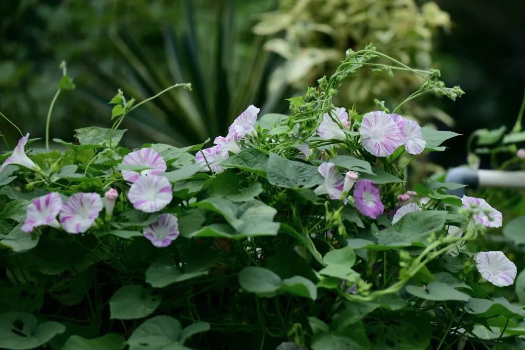 肿瘤与糖尿病——浅谈中医的认识学（诺贝尔奖医学峰会实录）