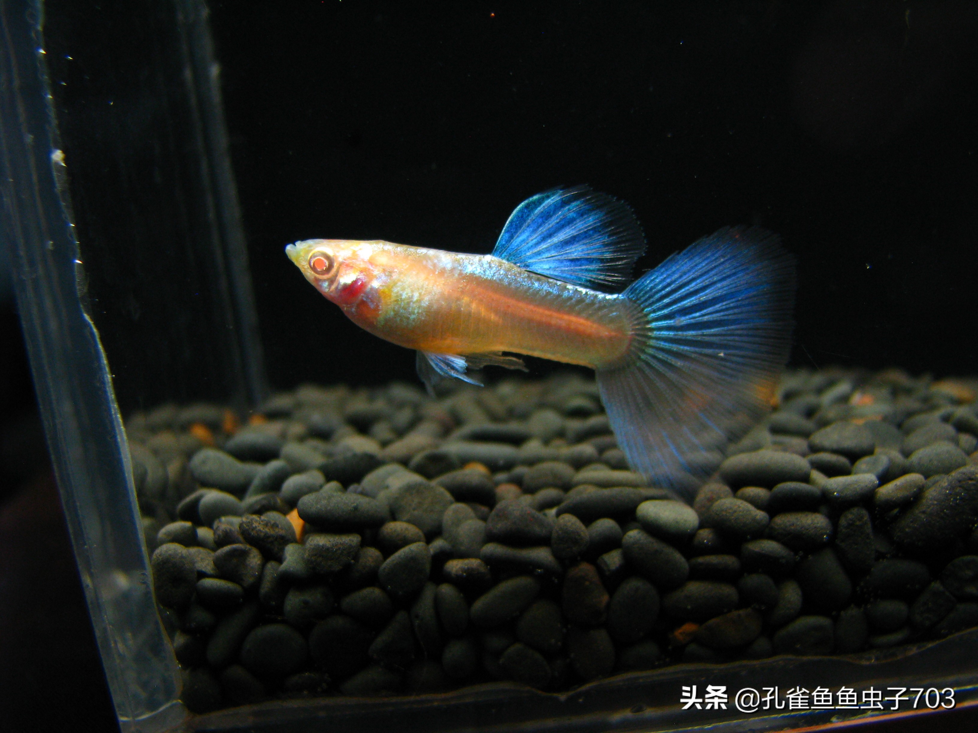 孔雀鱼都是怎么交配的？