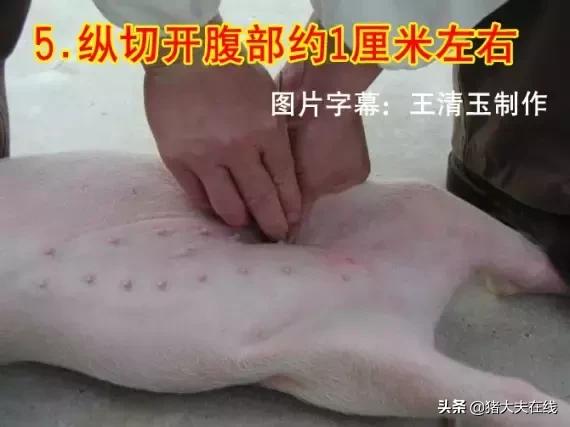 小母猪去势步骤照片和文字详解