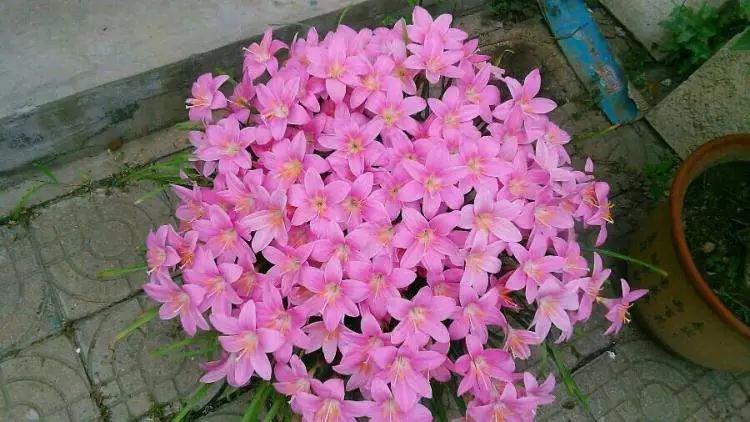 适合阳台养的四季开花有花香的花,花期长耐热耐寒又好养的花卉