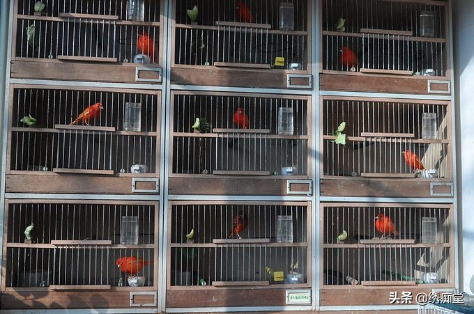 亳州芙蓉鸟养殖,芙蓉鸟合法养殖吗