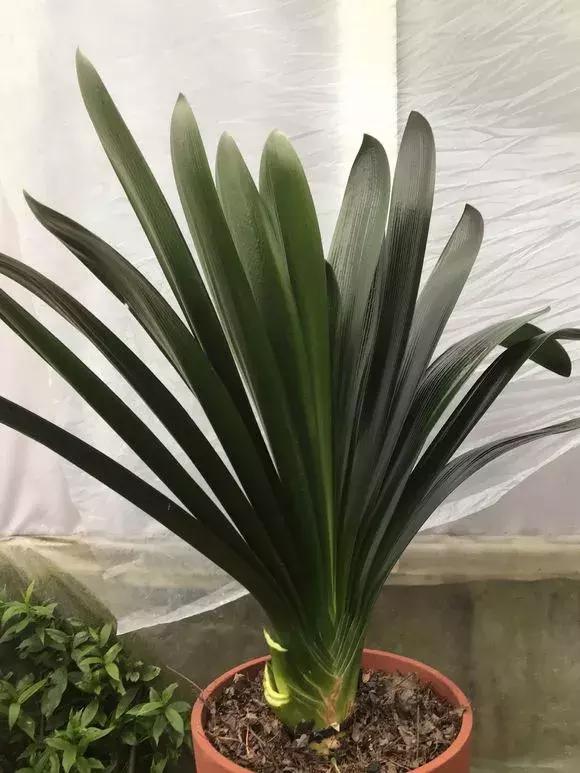 6种花不宜浇水,几种花不能给叶子喷水