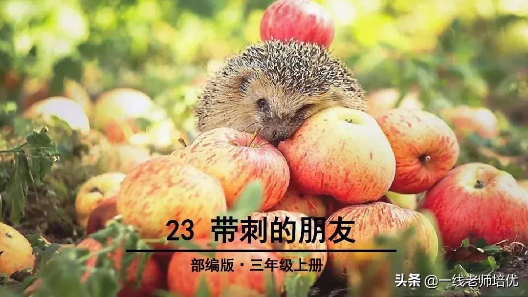 带刺的朋友三年级上册,三年级语文带刺的朋友课文知识点