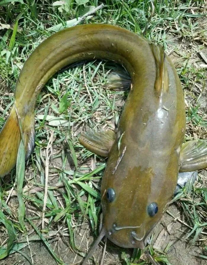 公认最好吃的10种淡水鱼,公认好吃淡水鱼有哪些种类