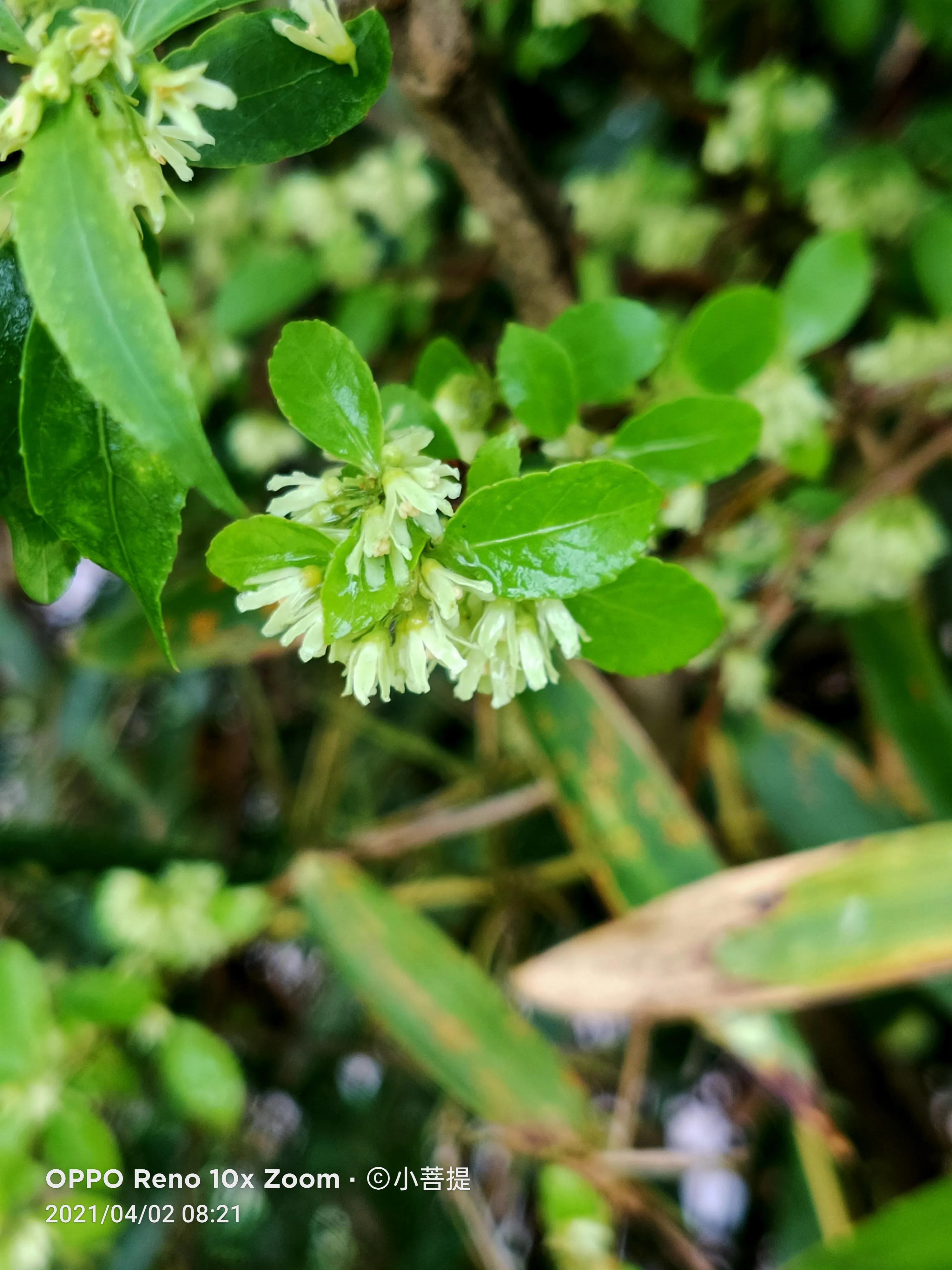 清明时节开花的花草有哪些,早春时节各种植物的样子